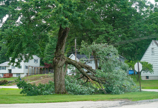 Best Emergency Tree Removal Services  in USA