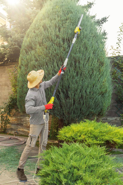 Best Lawn Dethatching Services  in USA